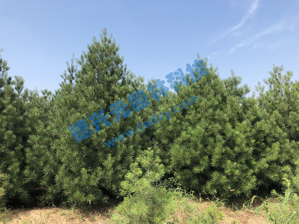 �c���鿴Ԕ����Ϣ���}����Ƥ�� ��x�Δ���2018