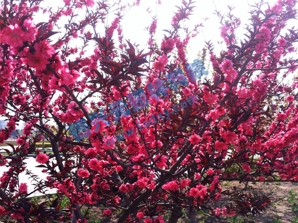 �c���鿴Ԕ����Ϣ���}������ ��x�Δ���2069