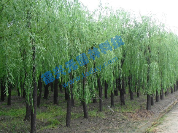 �c���鿴Ԕ����Ϣ���}������ ��x�Δ���2106