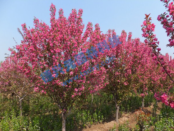 �c���鿴Ԕ����Ϣ���}������ ��x�Δ���2102