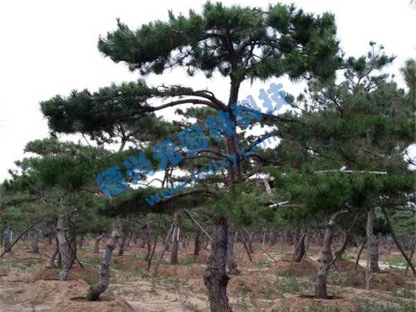 �c���鿴Ԕ����Ϣ���}������ ��x�Δ���2174