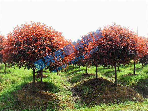 �c���鿴Ԕ����Ϣ���}���t�~ʯ骘� ��x�Δ���2423