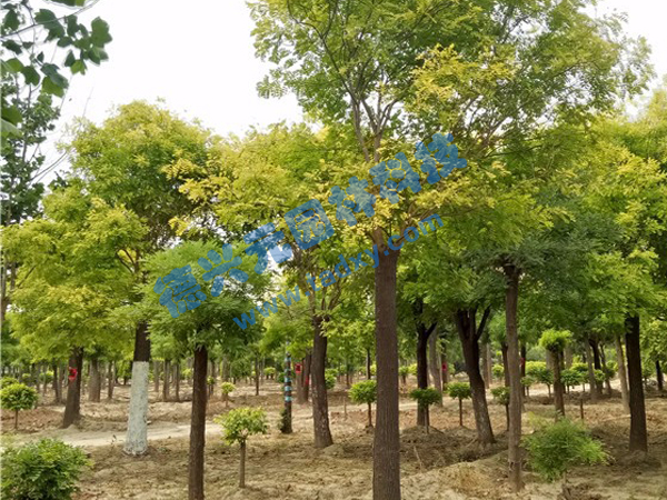 �c(di��n)���鿴Ԕ��(x��)��Ϣ��(bi��o)�}�����~�� ��x�Δ�(sh��)��2111