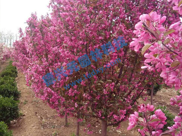 �c(di��n)���鿴Ԕ��(x��)��Ϣ��(bi��o)�}���k������ ��x�Δ�(sh��)��2004