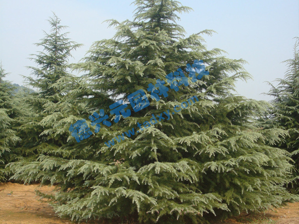 �c���鿴Ԕ����Ϣ���}��ѩ�� ��x�Δ���1747