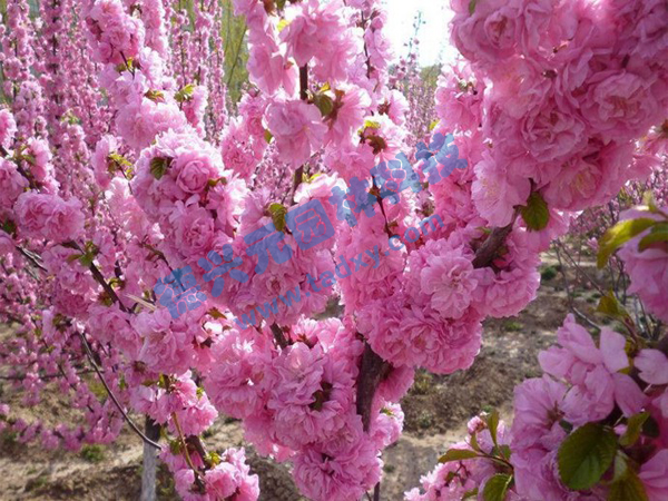 �c���鿴Ԕ����Ϣ���}���ѻ� ��x�Δ���1778